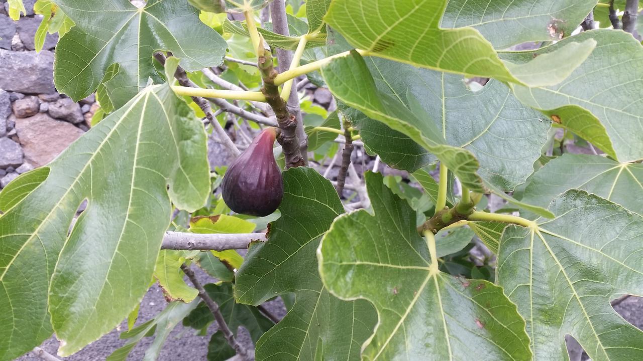 Finca Fajardo La Vegueta エクステリア 写真